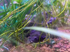-上海大自然野生昆虫馆