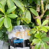 我宣布，Blueglass 黑芝麻系列就是我的神