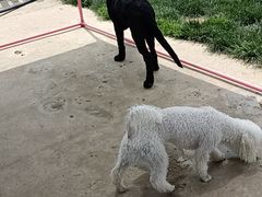 -趣玩宠物乐园寄养训犬训狗游泳池