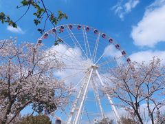 -顾村公园