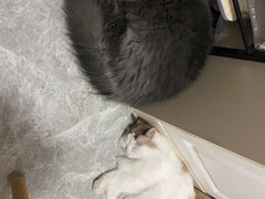 -创凡宠物医院·骨专科  猫科中心(西乡分院)