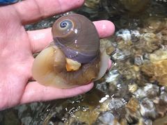 猫眼螺-蓝珊甄选海鲜自助·火锅大排档(近阿那亚店)