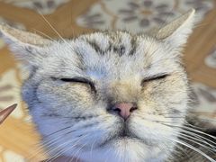 -猫猫幼稚园·撸猫·桌游·电玩