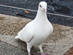 -中粮·祥云小镇