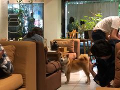 -柴务处·柴犬主题狗咖