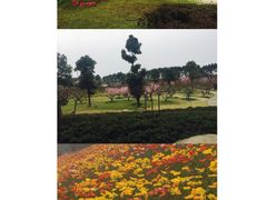 -秀丽东方