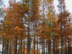 -白鹭湾湿地公园