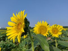 -汉长安城未央宫国家考古遗址公园