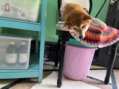 -猫色咖啡·猫咖