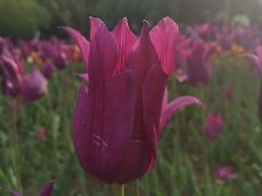 -长春公园(普阳街道)