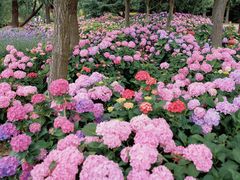 -上海滨江森林公园