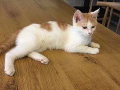 -平行世界·猫咖(首经贸店)