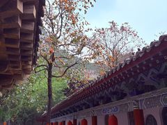 -青龙山生态文化旅游区(慈云寺)