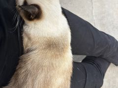 -飞行喵MR PILOT|猫舍·猫咖(静安大融城店)