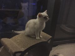 -吉丁鸟咖·异宠·寄养