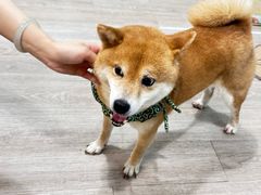 -柴迷FANS CLUB·柴犬狗咖·猫咖