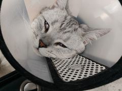 -纳吉亚猫专科动物诊疗中心(蒋宅口分院)