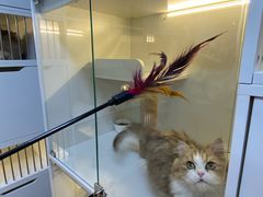 -十月米努特矮脚猫舍
