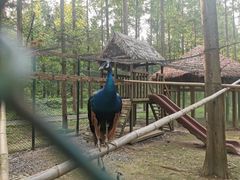 -黄海国家森林公园