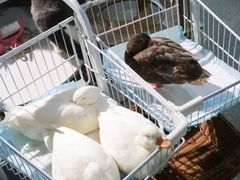 -共舞时光猫咖·狗咖(新街口店)