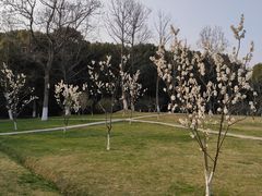 -新洲生态园