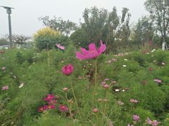 -天津东丽湖风景区