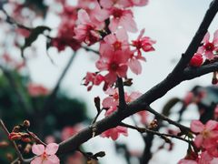 -狐尾山公园