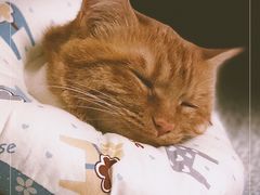 -达爱动物医院·犬猫分区·CT·复杂眼科(远洋山水分院)