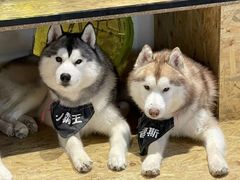 -Husky Go! 哈士奇体验馆·宠物咖啡厅狗咖
