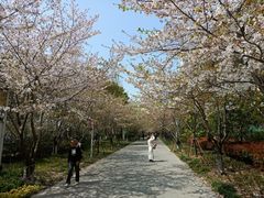 -高东镇樱花园