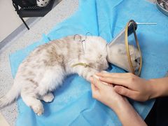 -萌兽医馆·绝育·24小时内科·宠物医院(德胜店)