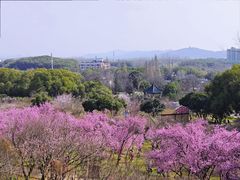 -无锡梅园公园