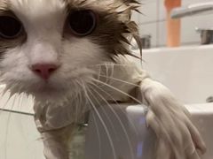 -屋虎猫馆(宝安大仟里店)