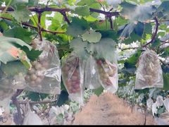 -马陆小张葡萄园农家乐