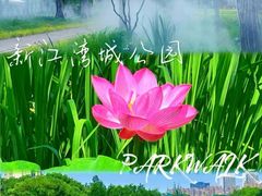 -新江湾城公园