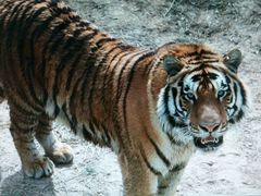 -西安秦岭野生动物园