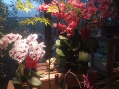 -自由生长植物工作室(深港花卉中心店)