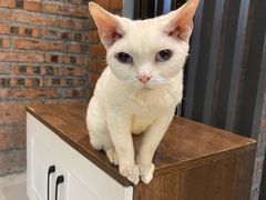 -豆逗聊愈猫阁Easy Life