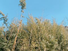 -蜀冈西峰生态公园