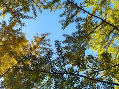 -三里屯东五街银杏大道