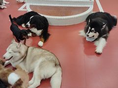 -和它·交个朋友·狗咖猫咖(爱琴海店)