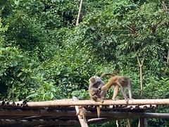 -西双版纳原始森林公园