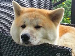 -瑞穗牧场