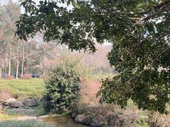-中国茶叶博物馆(双峰馆区)