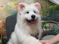 -星多哈·狗咖·拼豆·咖啡