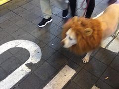 2018万圣节梨泰院小狗-梨泰院