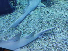 -多彩贵州城极地海洋世界