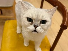 -Let's go狗咖·猫咖·奶狗·桌游(春熙路IFS店)