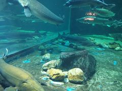 -华夏文旅海洋公园