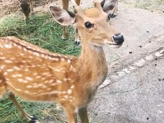 -清迈夜间动物园